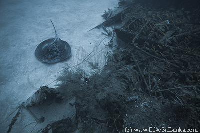 Bull Ray at the HMS Hollyhock